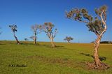 07Jun2015040644Chatham island trees.jpg